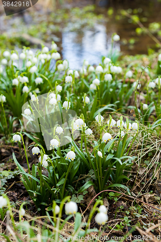 Image of early spring snowflake flowers