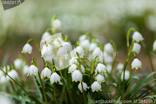 Image of early spring snowflake flowers