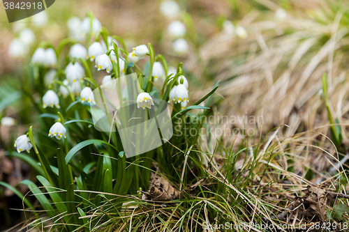 Image of early spring snowflake flowers
