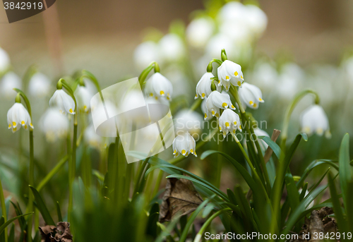 Image of early spring snowflake flowers