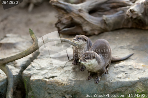 Image of European otter (Lutra lutra)