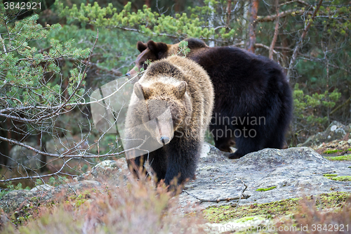 Image of brown bear (Ursus arctos) in winter forest