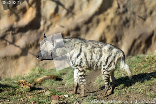 Image of Striped hyena (Hyaena hyaena)