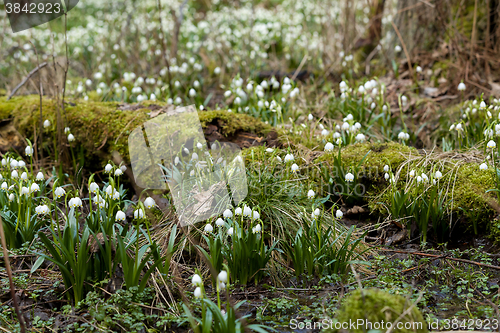 Image of early spring snowflake flowers