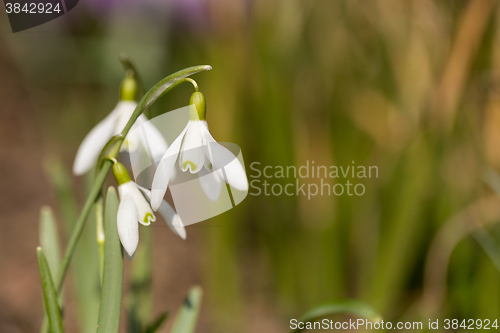 Image of Snowdrop bloom in springtime