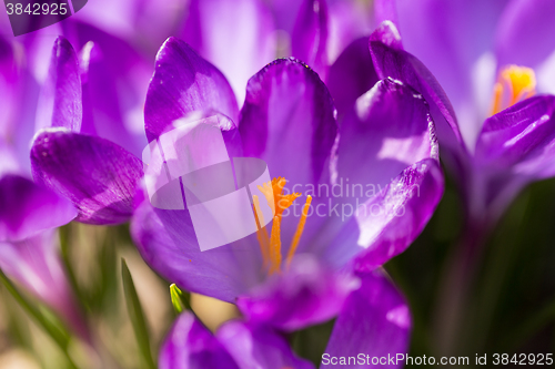 Image of first spring flowers in garden crocus