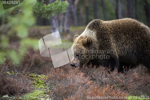 Image of brown bear (Ursus arctos) in winter forest