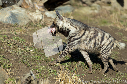 Image of Striped hyena (Hyaena hyaena)