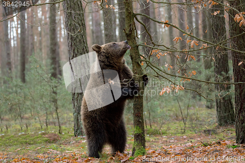 Image of brown bear (Ursus arctos) in winter forest