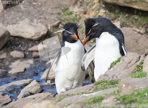 Image of Rockhopper penguins one beaach