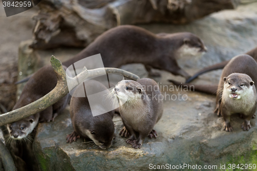 Image of European otter (Lutra lutra)