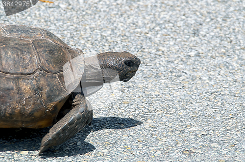 Image of gopher tortoise walking
