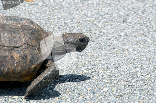 Image of gopher tortoise walking
