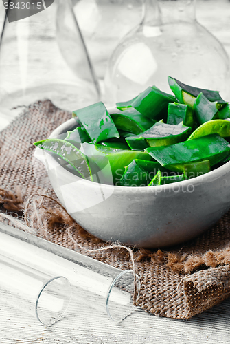 Image of Cut a stalk of aloe