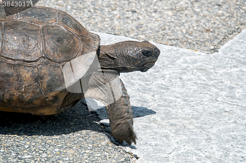 Image of determined Gopher tortoise