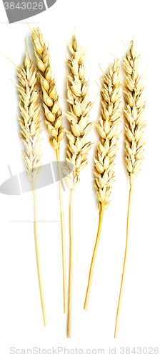 Image of wheat ears on white