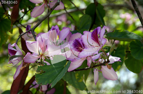 Image of orchid tree in bloom