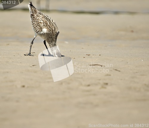 Image of head in the sand