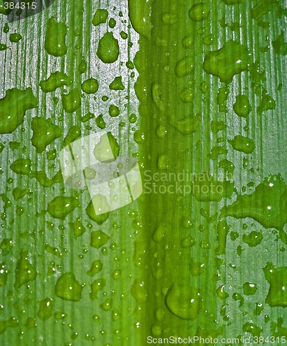 Image of water drops