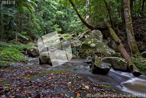 Image of rainforest