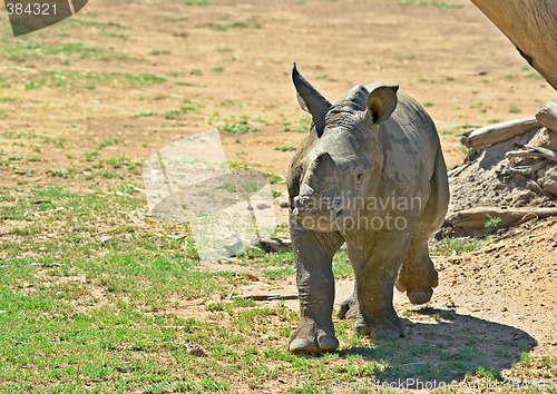 Image of baby rhino