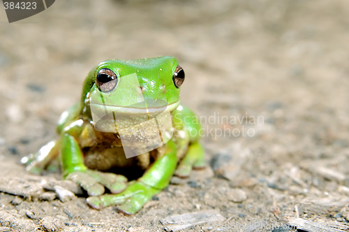 Image of green tree frog