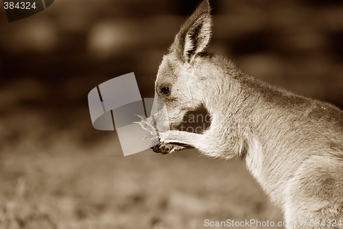 Image of eastern grey kangaroo sepia