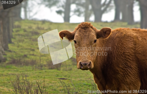 Image of cow in the fog