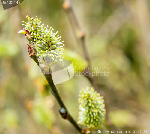 Image of catkin closeup