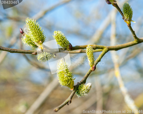 Image of catkin closeup