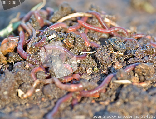 Image of garden worms