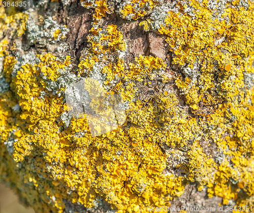 Image of lichen closeup