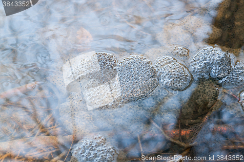 Image of frog spawn in a pond