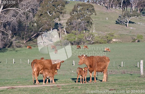 Image of cows in the field