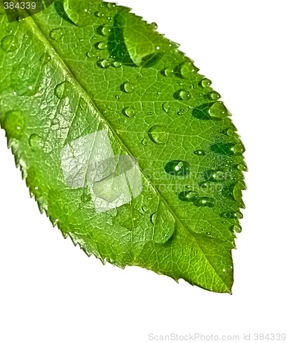 Image of water on leaf