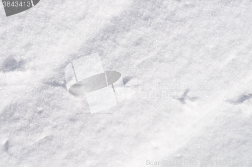 Image of bird traces in snow