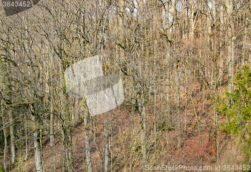 Image of slope with forest