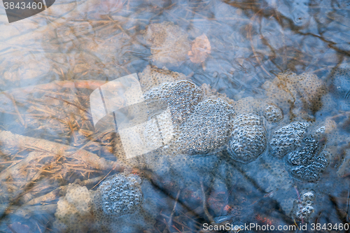 Image of frog spawn in a pond