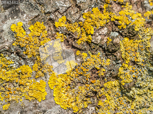 Image of lichen closeup