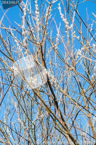 Image of catkin closeup