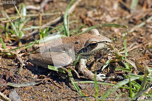 Image of litoria brevipalmata