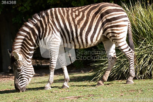 Image of zebra eating grass