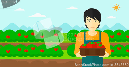 Image of Farmer collecting tomatos.