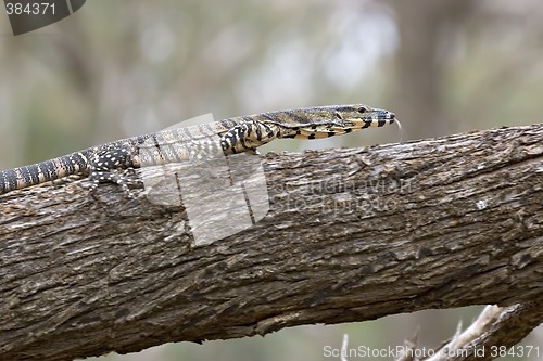 Image of lace monitor with tonque out