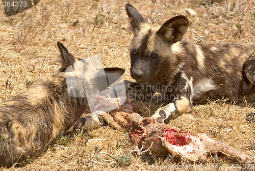 Image of cape hunting dogs