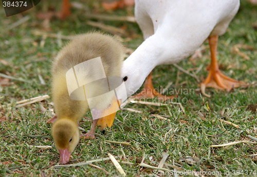 Image of pushy mother duck