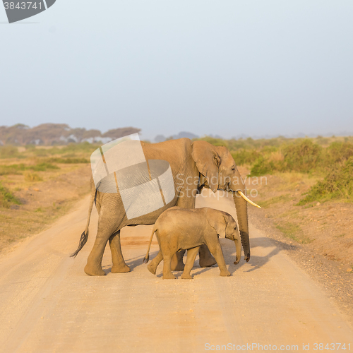 Image of Elephants with calf  croosing dirt road.
