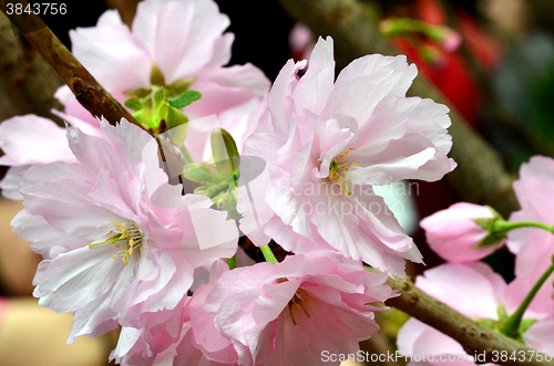 Image of Sakura, the famouse flower of Japan