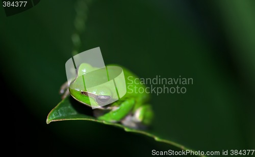 Image of green