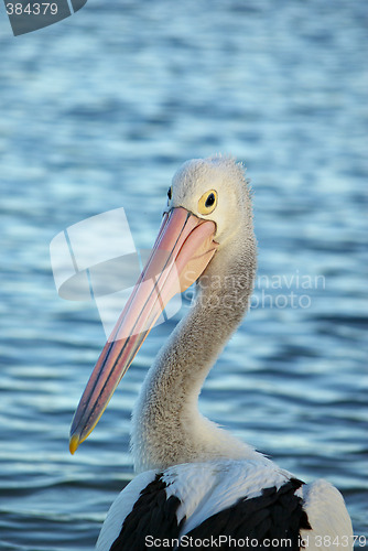 Image of pelican